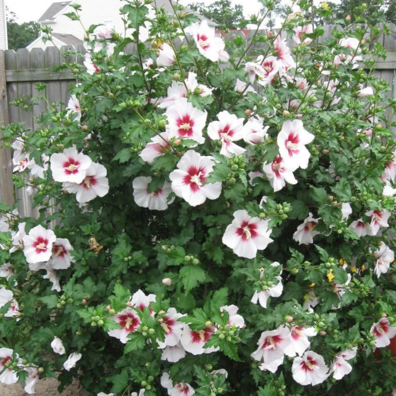 Set 20 Althea Rose of Sharon Cuttings, Hibiscus Syriacus Bush for Flowering and Garden Planting