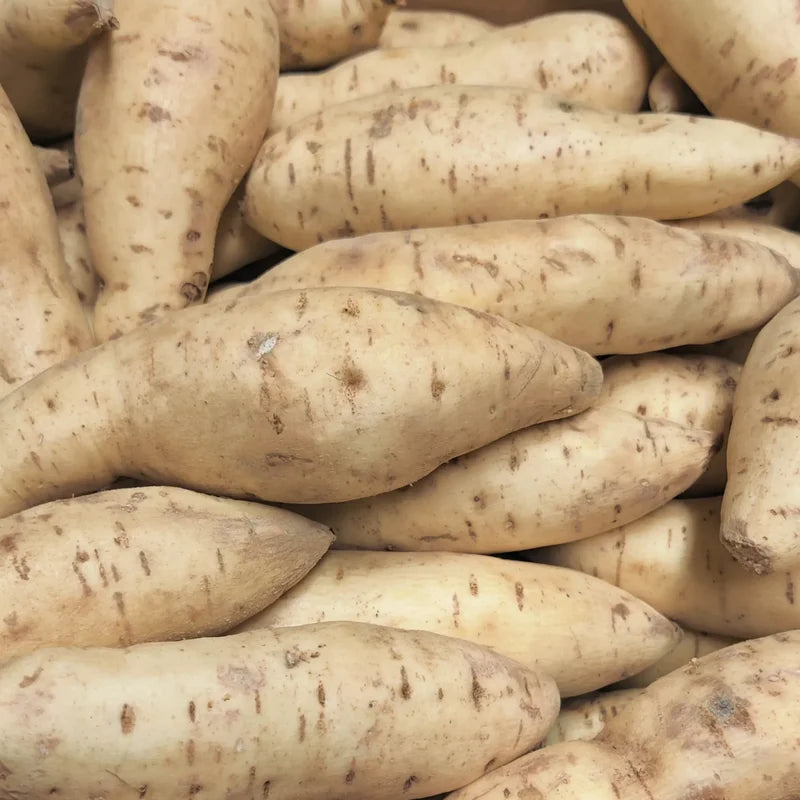White Sweet Potato Slips - 10 Plant Starters for Home Gardens