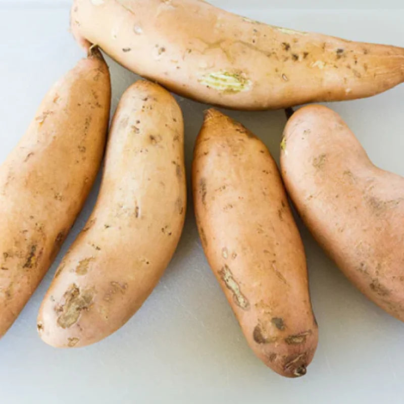 Okinawa Purple Sweet Potato Slips - 15 Healthy Starter Plants for Your Garden