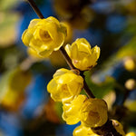 Wintersweet Live Tree Seedling – Hardy 4-Inch Potted Plant with Fragrant Yellow Flowers, Perfect for Winter Gardens