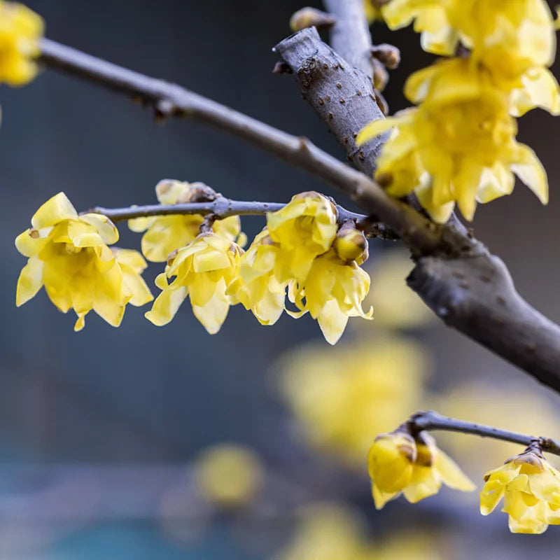 Yellow Wintersweet Live Plant – Winter-Blooming Tree with Fragrant Flowers, 4-Inch Pot for Stunning Gardens