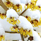 Yellow Witch Hazel Tree Shrub Flowersing Bushes Witch Hazel Plants Tree in Quart Pot, 6 to 12 Inc Tall Live Plants, Witch Hazel Plants