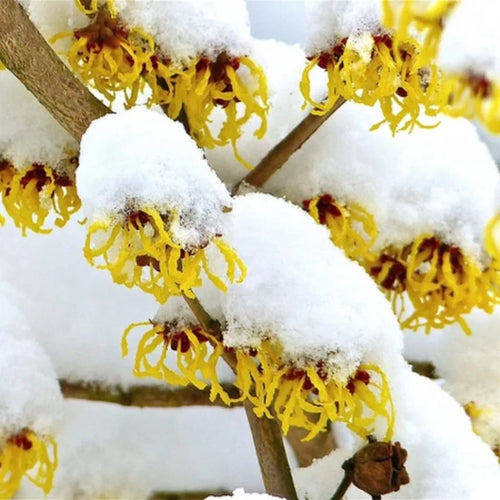 Pack 2 Witch Hazel Trees Live Shrubs Plant in Quart Pot, Yellow Flowersing Bushes Live Plants, Witch Hazel Plants Tree for Planting