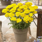 Yellow Achillea Yarrow Plant Gal Pot - Bright Blooms
