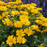 Set of 2 Yellow Coreopsis Live Plants – Tickseed Coreopsis Perennial Flowers in 4-Inch Pots, Outdoor Garden Favorites