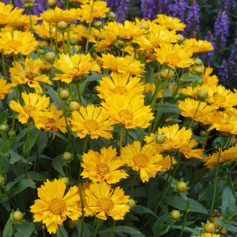 Set of 2 Yellow Coreopsis Live Plants – Tickseed Coreopsis Perennial Flowers in 4-Inch Pots, Outdoor Garden Favorites