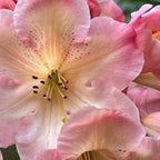 Yellow Cream Rhododendron Live Plant Shrubs Fragrant Azalea Ready To Plant
