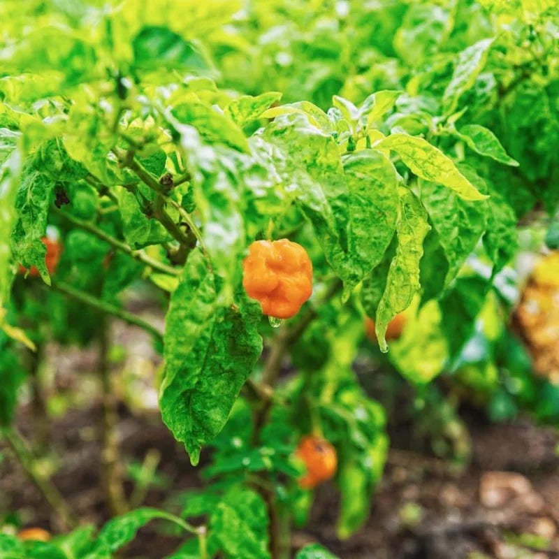 Yellow Jamaican Scotch Bonnet Peppers Live Plants - Hot Chili Pepper Plants