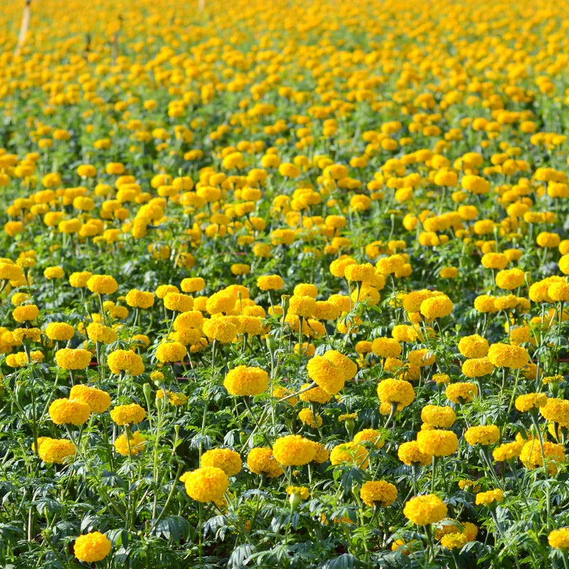 Yellow Marigold Plants Live, 4 Plants, 3 to 5 Inches Tall Well Rooted, Vibrant Marigold Flower Planting Gardening