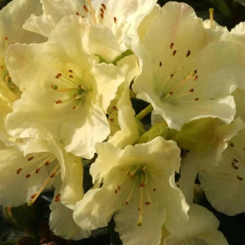 Yellow Rhododendron Plant Live - Azalea Bush - Ready to Plant - Outdoor Shrub