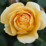Rose Bushes Ready To Plant, Heirloom Rose Plant Live, Fragrant Rose Flower, 5-9 Inc Height, Rose Blooms, Well Rooted, No Pot