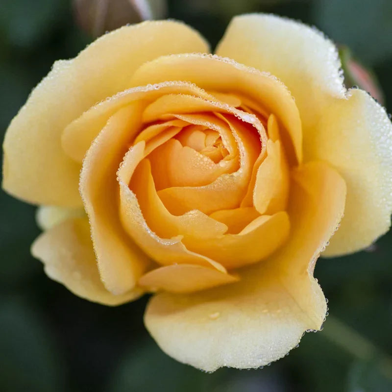 Rose Bushes Ready To Plant, Heirloom Rose Plant Live, Fragrant Rose Flower, 5-9 Inc Height, Rose Blooms, Well Rooted, No Pot
