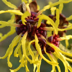 Yellow Witch Hazel Tree Shrub Flowersing Bushes Witch Hazel Plants Tree in Quart Pot, 6 to 12 Inc Tall Live Plants, Witch Hazel Plants