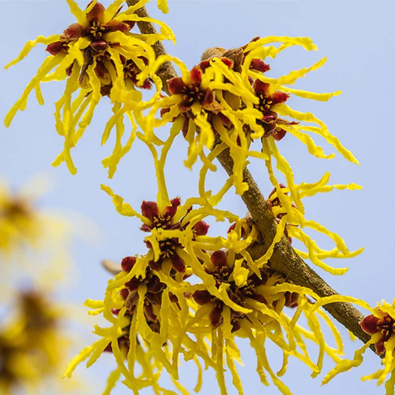 Pack 2 Witch Hazel Trees Live Shrubs Plant in Quart Pot, Yellow Flowersing Bushes Live Plants, Witch Hazel Plants Tree for Planting