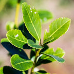 Yerba Mate Plants 2-Pack Live Starter Trees 4-6 Inches Tall