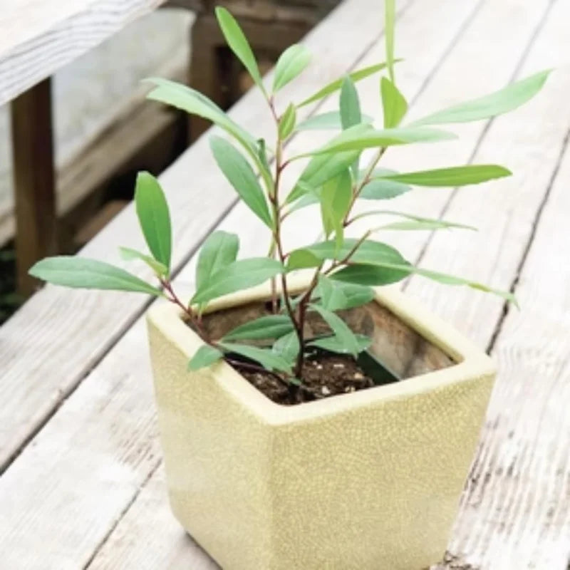 Yerba Mate Trees - Combo 3 Live Starter Plants - 4-6 Inches - No Pot