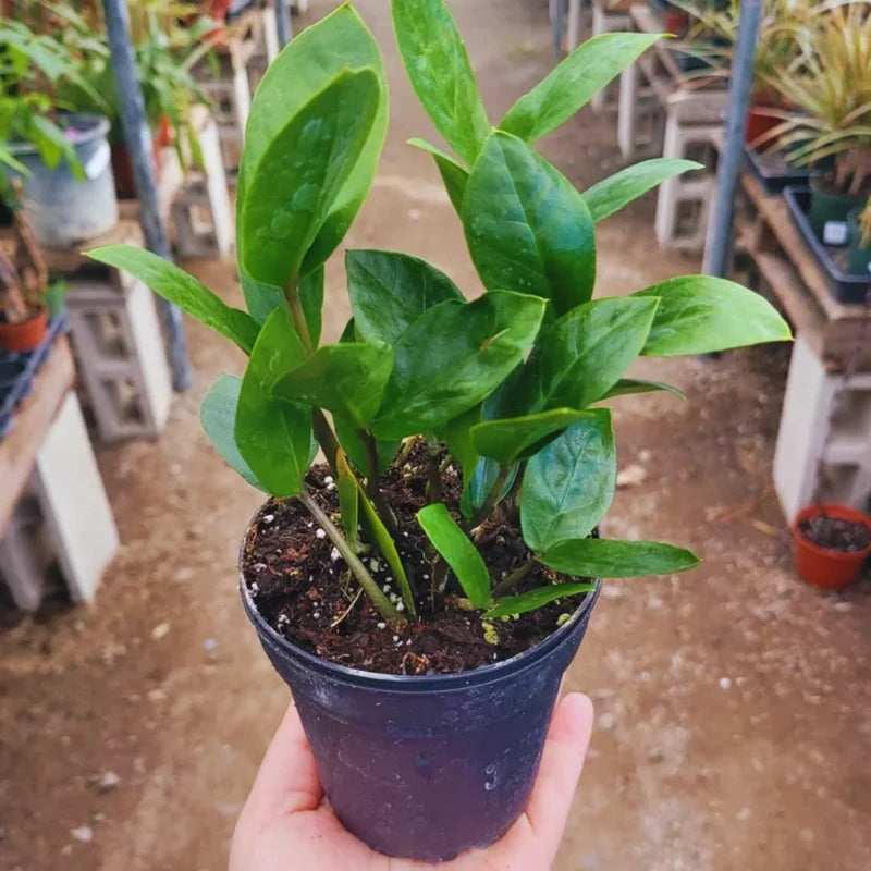 ZZ Plant Tree Live - 4 Inch Pot Zamioculcas Zamiifolia Indoor Plant