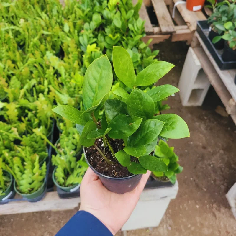 ZZ Plant Live: Zamioculcas Zamiifolia, 4 Inch Pot, Indoor/Outdoor