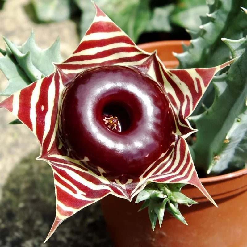 Zebrina Cactus, Lifesaver Cactus Plant Live, Rare Cactus Plant Potted, Houseplant Succulent Live in 2 Inch Potted, Home Decor, Cold Hardy, Ornamental Cactus Starfish Plant