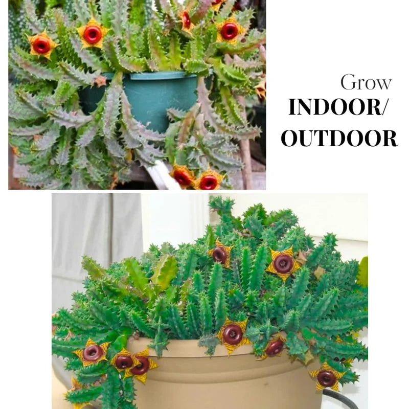 Zebrina Cactus, Lifesaver Cactus Plant Live, Rare Cactus Plant Potted, Houseplant Succulent Live in 2 Inch Potted, Home Decor, Cold Hardy, Ornamental Cactus Starfish Plant