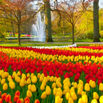10 Mix Tulip Bulbs, Large Bulbs, Easy to Plant