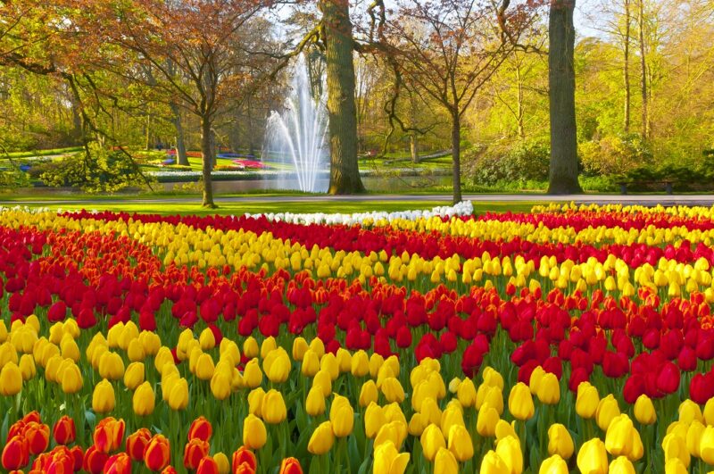 10 Mix Tulip Bulbs, Large Bulbs, Easy to Plant