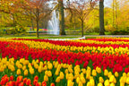 10 Mix Tulip Bulbs, Large Bulbs, Easy to Plant