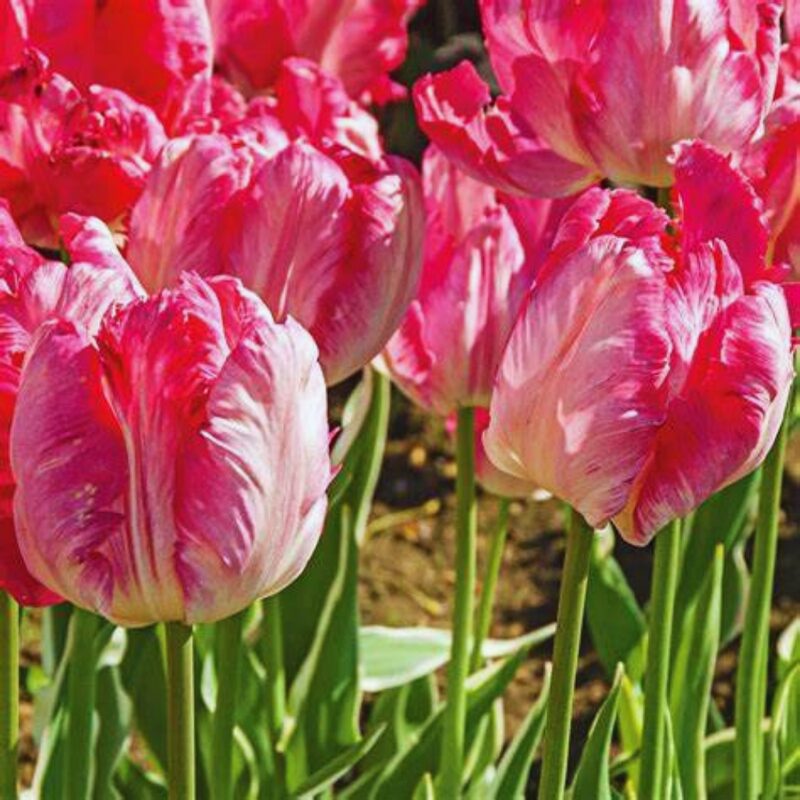 10 Pink and Silver Parrot Tulip Bulbs