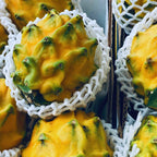 Yellow Dragon Fruit Plant