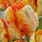 20 Apricot Parrot Tulip Bulbs