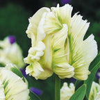 20 Super Parrot Tulip Bulbs
