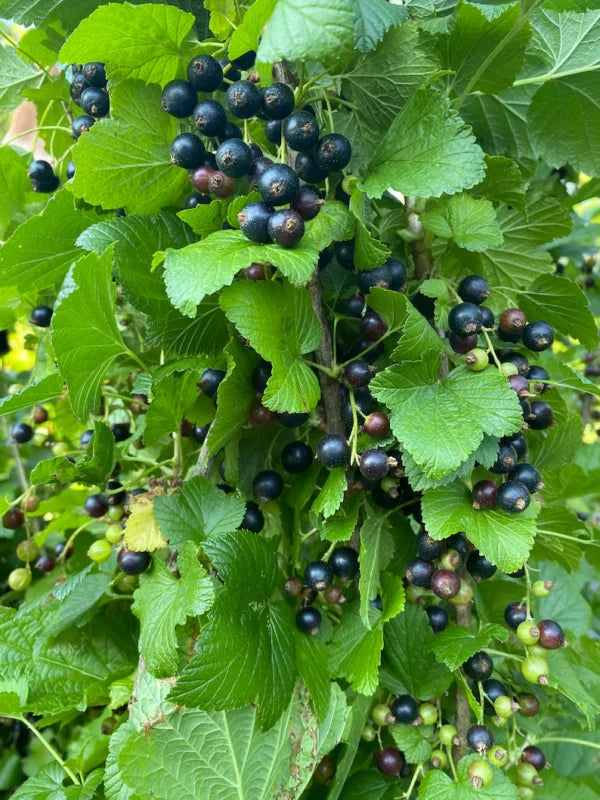 Consort Black Currant Plants- Delicious Black Berries