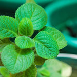 2 Cuban Oregano Plants Live, 3 to 6 Inc Tall