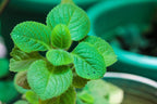 3 Variegated Cuban Oregano Plants Live, 3 to 6 Inc Tall