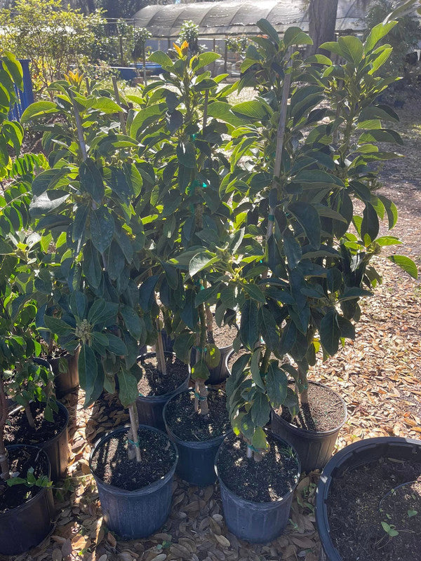 Catalina Avocado Trees Grafted 3-4 Feet Tall