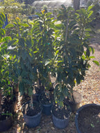 Day Avocado Tree Grafted 3-4 Ft Tall Cold Hardy