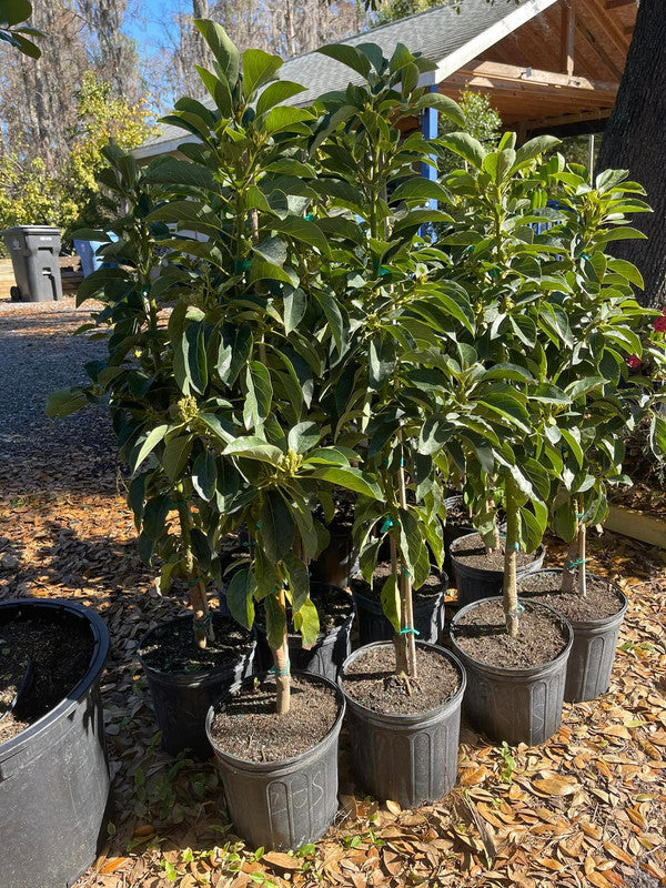 Maria Black Grafted Avocado Tree 2-3 Ft Tall