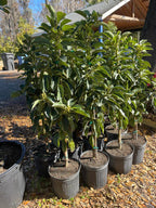 Grafted Mexicola Grande Avocado Tree, Cold Hardy 2-4Ft Tall
