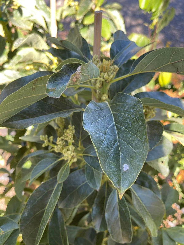 Monroe Avocado Grafted 2-4Ft