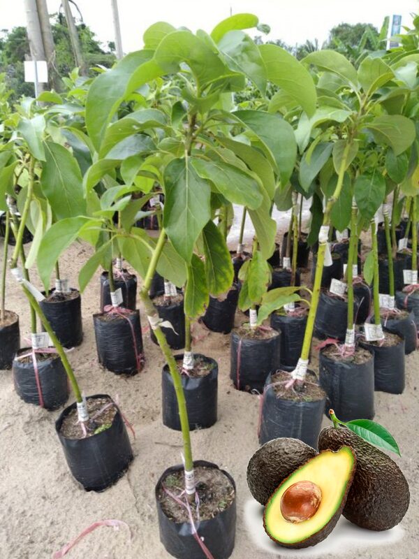 2-3Ft Hass Avocado Tree Plant Live In Pot, Grafted Avocado Trees Live Plants, Cold Hardy Hass Avocado Tree
