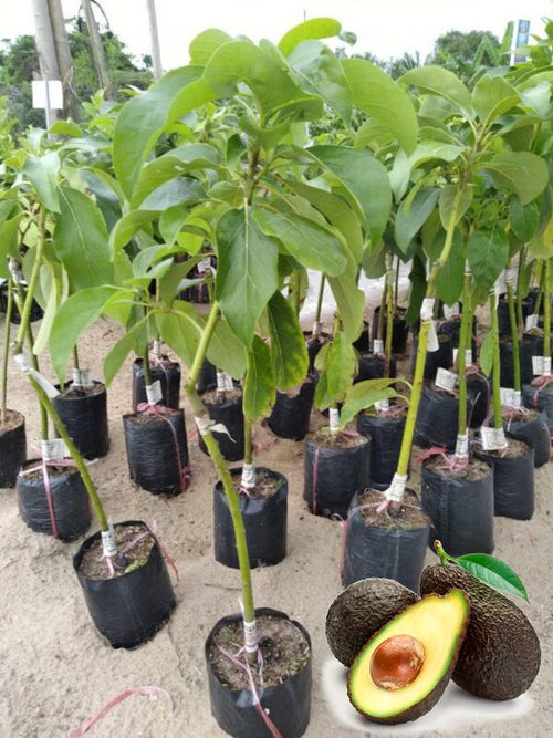 2-3Ft Hass Avocado Tree Plant Live In Pot, Grafted Avocado Trees Live Plants, Cold Hardy Hass Avocado Tree