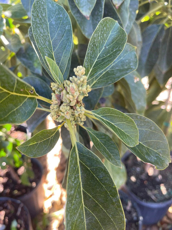 Thomson Red Grafted Avocado Tree 2-3 Ft Tall