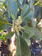 Grafted Russell Long Neck Avocado Tree 2-3 Ft