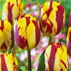 20 Red and Yellow Rembrandt Tulip Bulbs