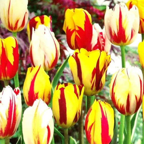 100 Red and Yellow Rembrandt Tulip Bulbs