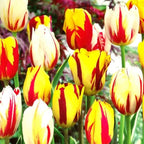 10 Red and Yellow Rembrandt Tulip Bulbs