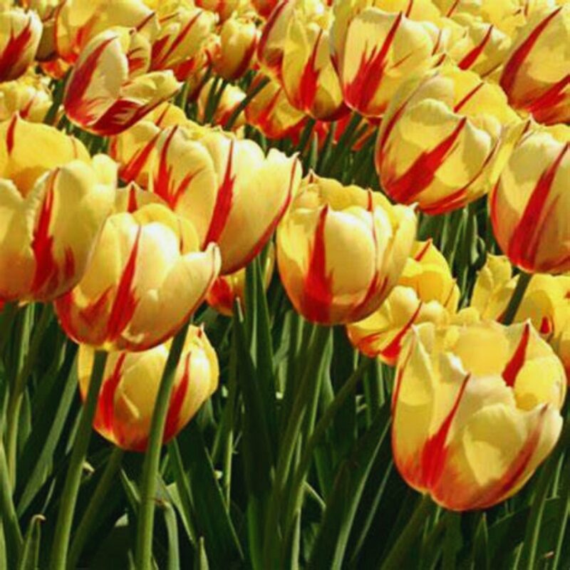10 Red and Yellow Rembrandt Tulip Bulbs