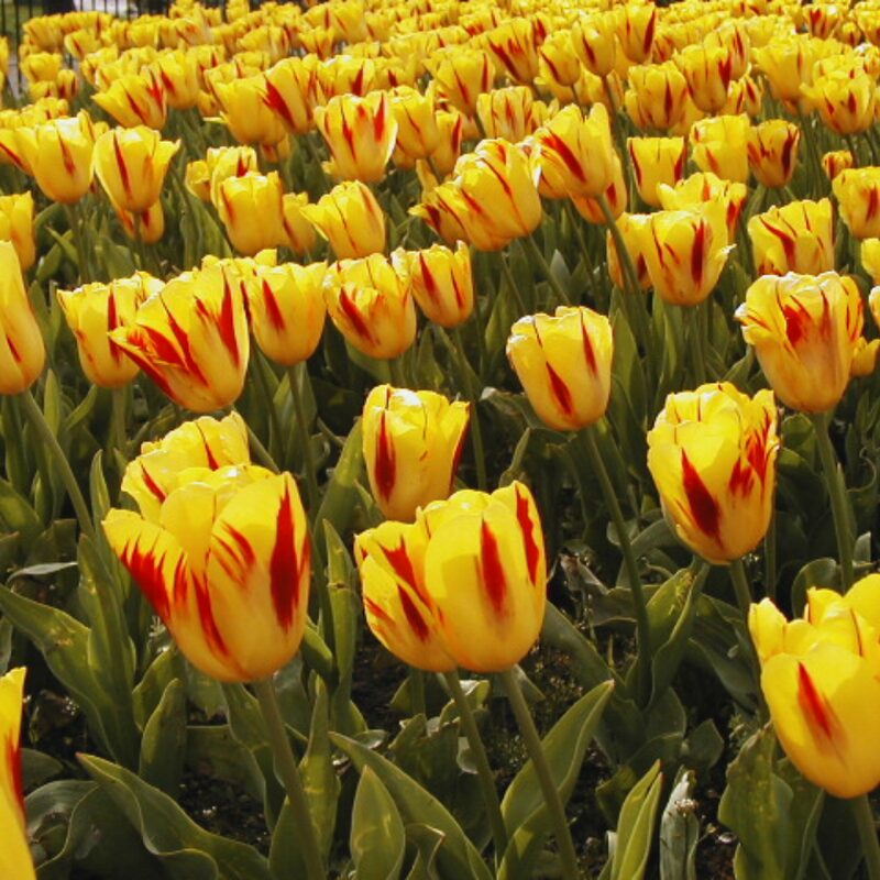 50 Red and Yellow Rembrandt Tulip Bulbs