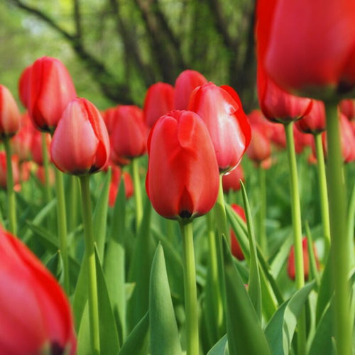 30 Red Tulip Bulbs