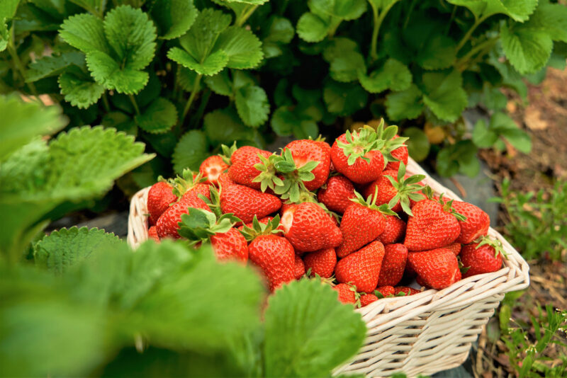 Strawberry Plants Bareroot - 250 Bareroots - Cabot Strawberry
